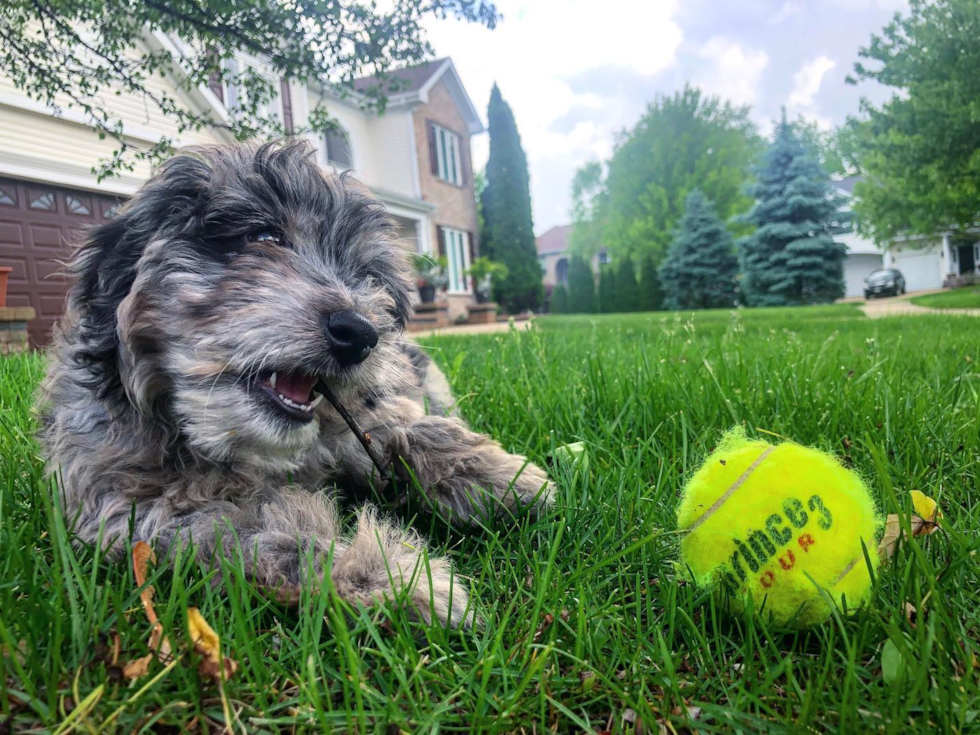 Adorable Aussiepoo Poodle Mix Pup