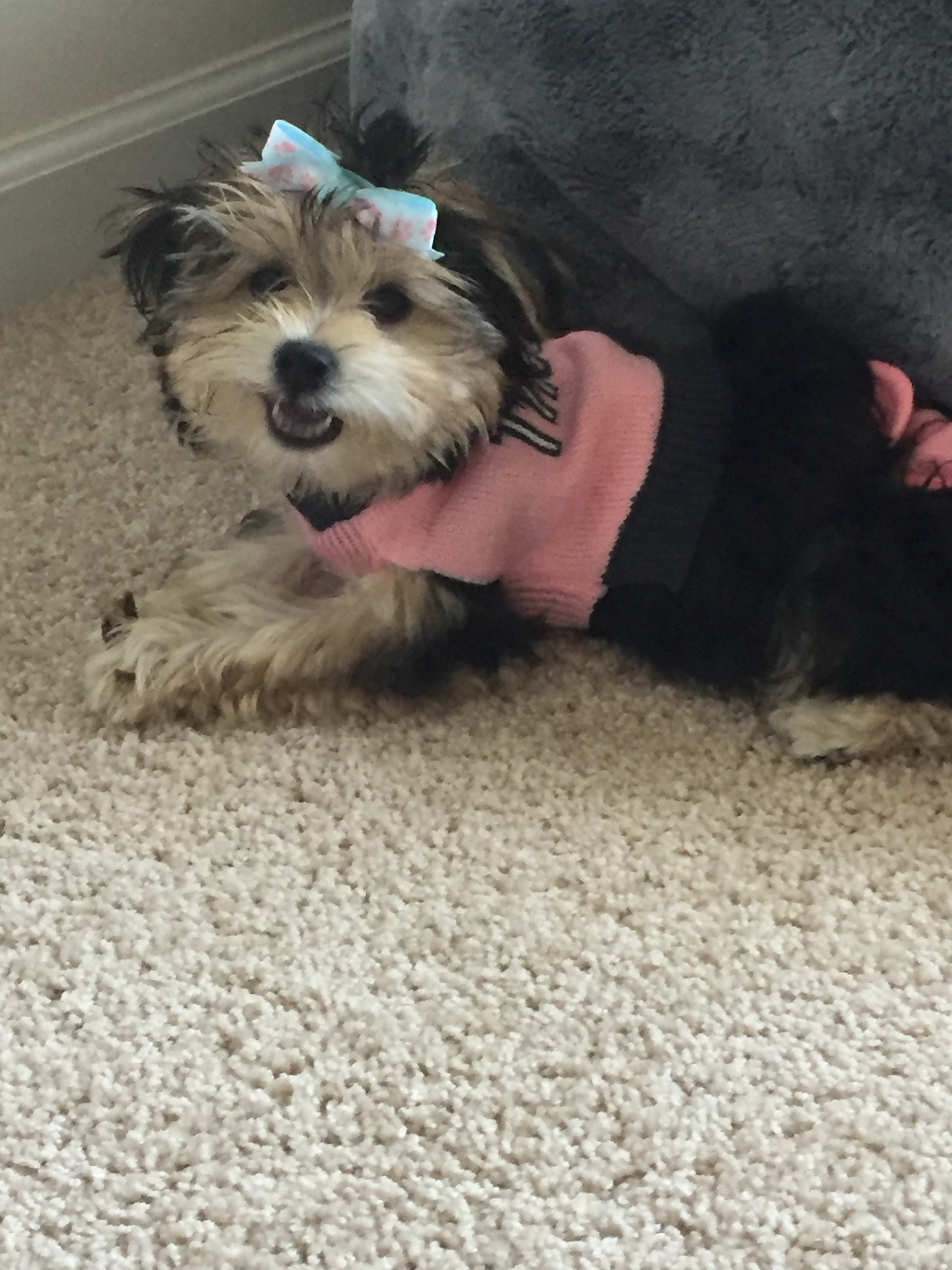 Best Morkie Baby