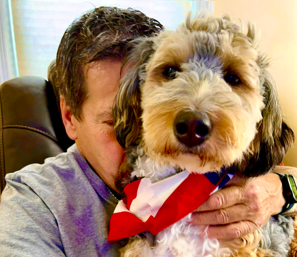 Mini Bernedoodle Being Cute