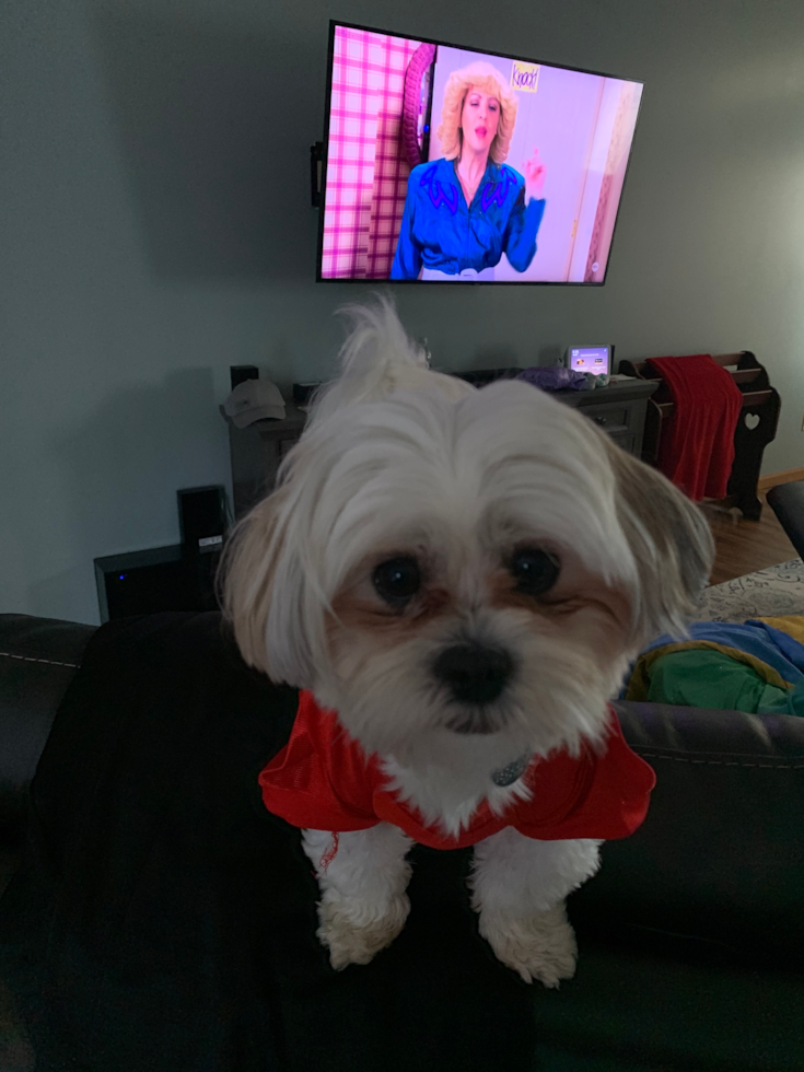 Playful Shit Designer Pup