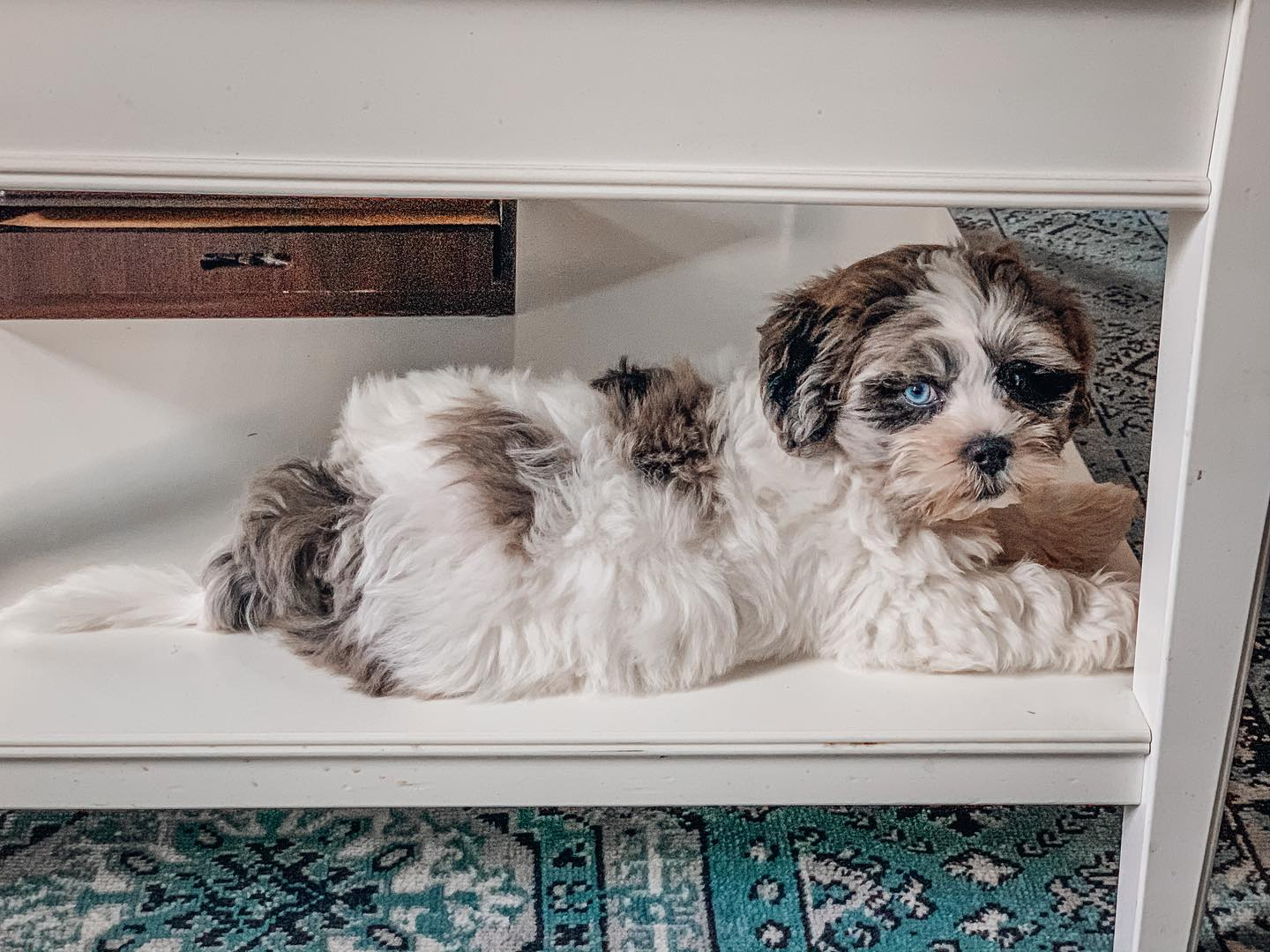 Shih Poo Pup Being Cute