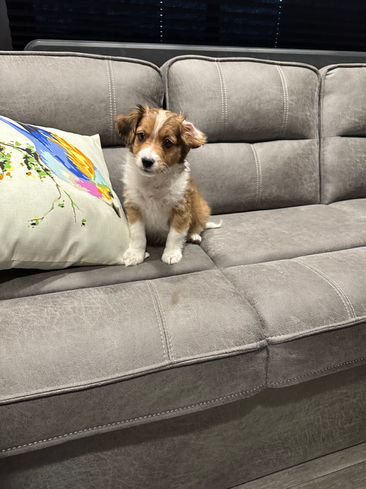 Friendly Cavapoo Pup in