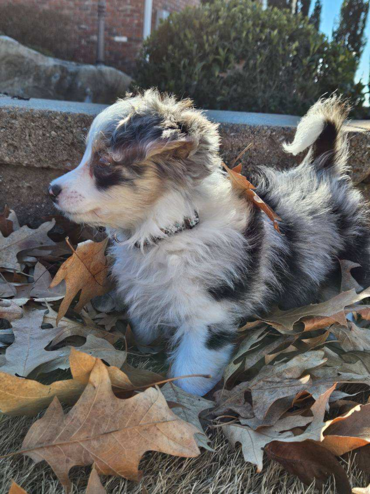 Hypoallergenic Australian Designer Pup