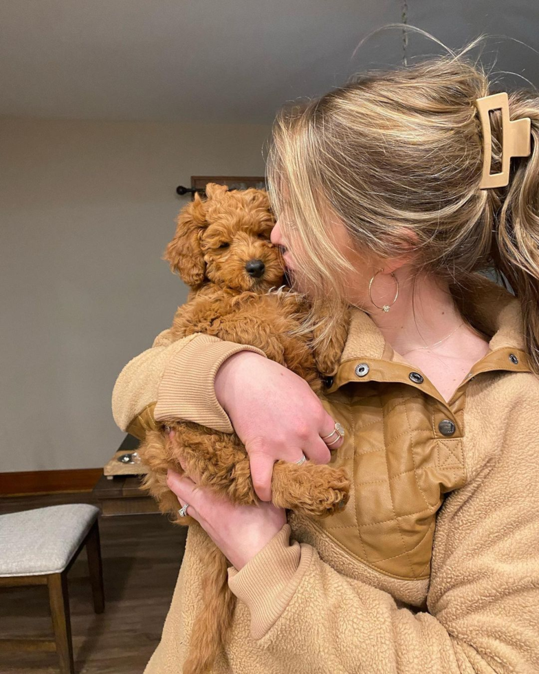 Mini Goldendoodle Being Cute