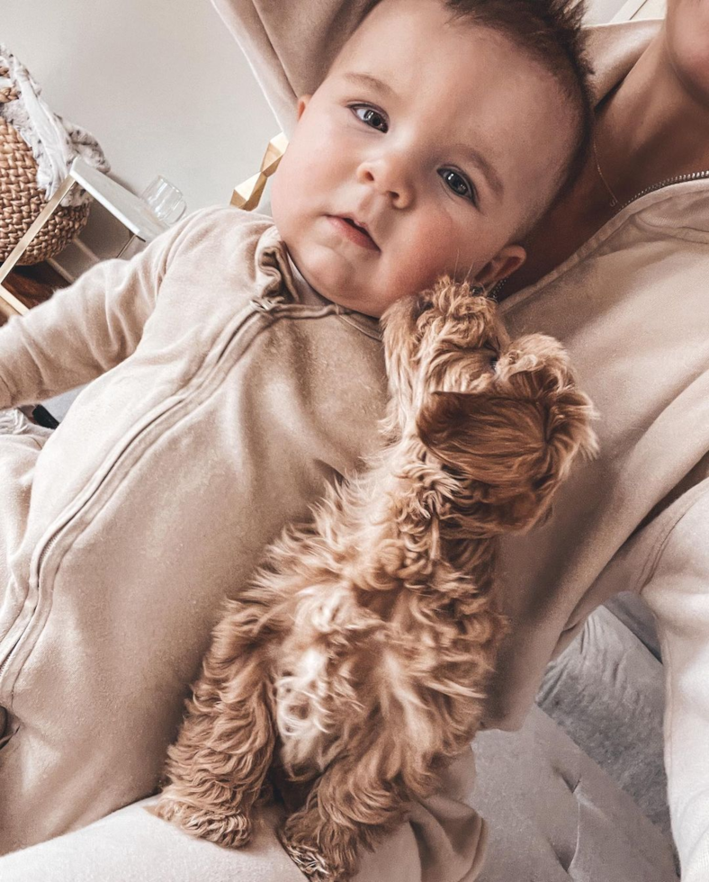 Overland Park Maltipoo Pup