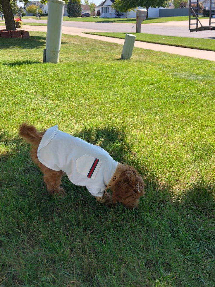 Mini Irish Doodle Pup