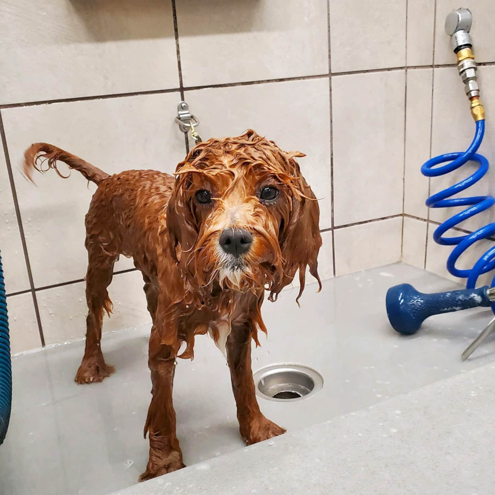 Petite Cavapoo Poodle Mix Pup