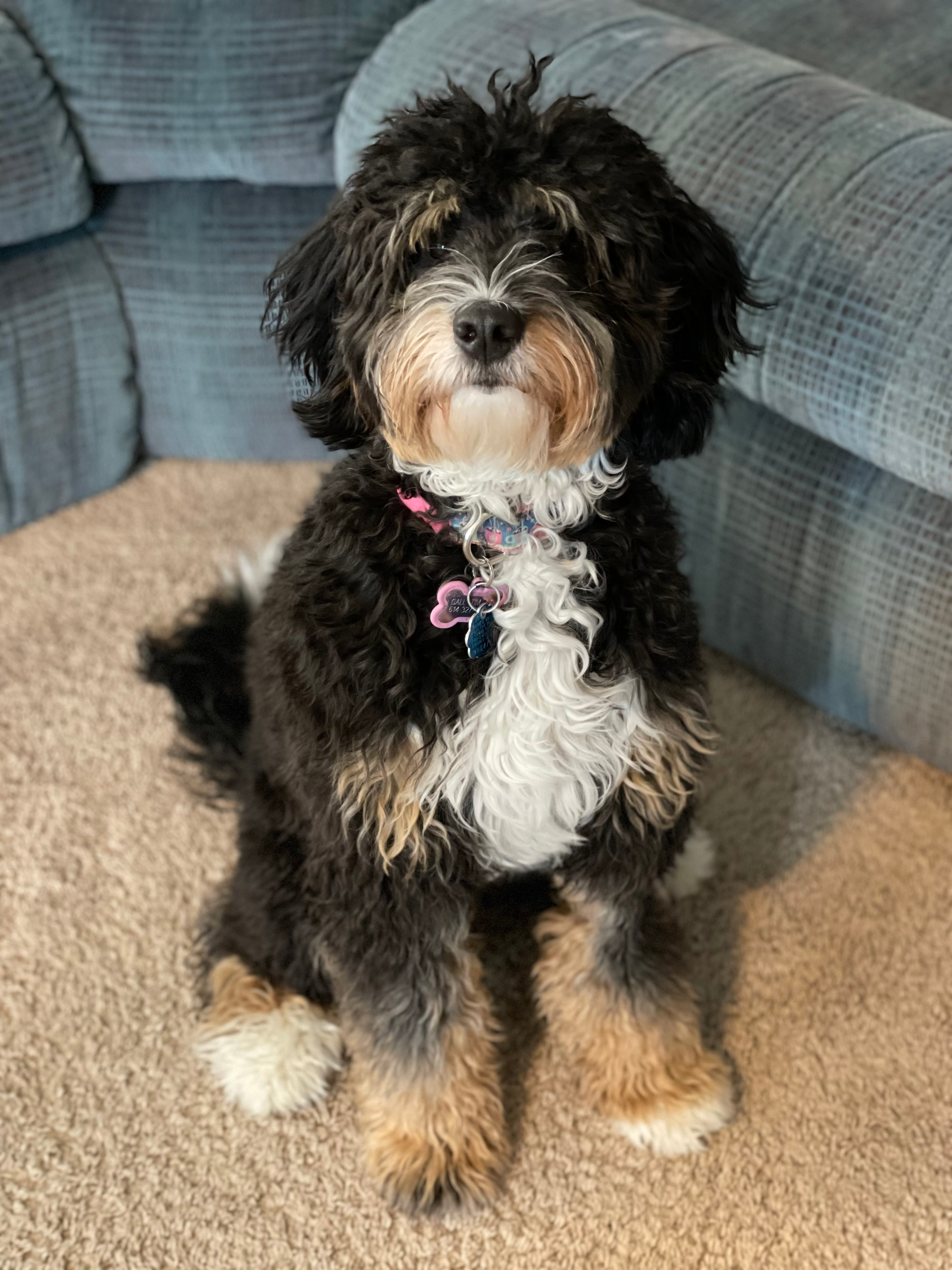 Mini Bernedoodle Pup Being Cute
