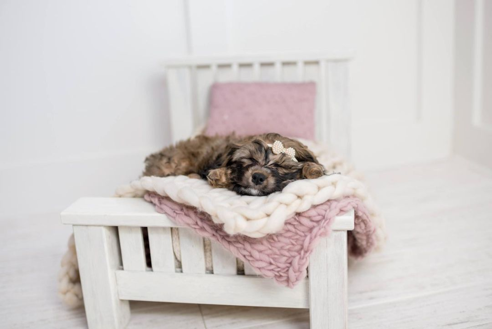 Hypoallergenic Cavoodle Poodle Mix Pup