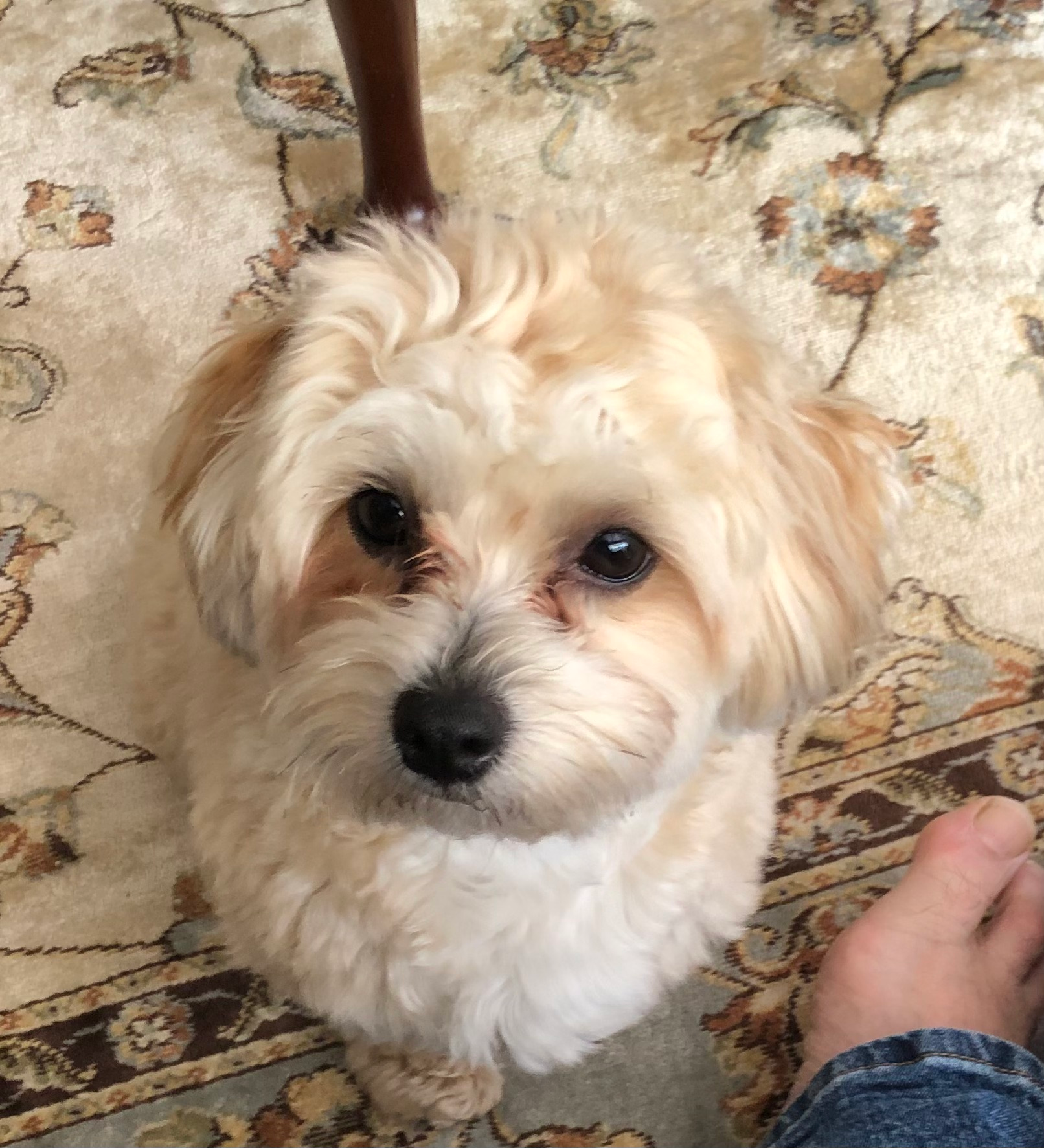 Yorkie Chon Puppy for Adoption