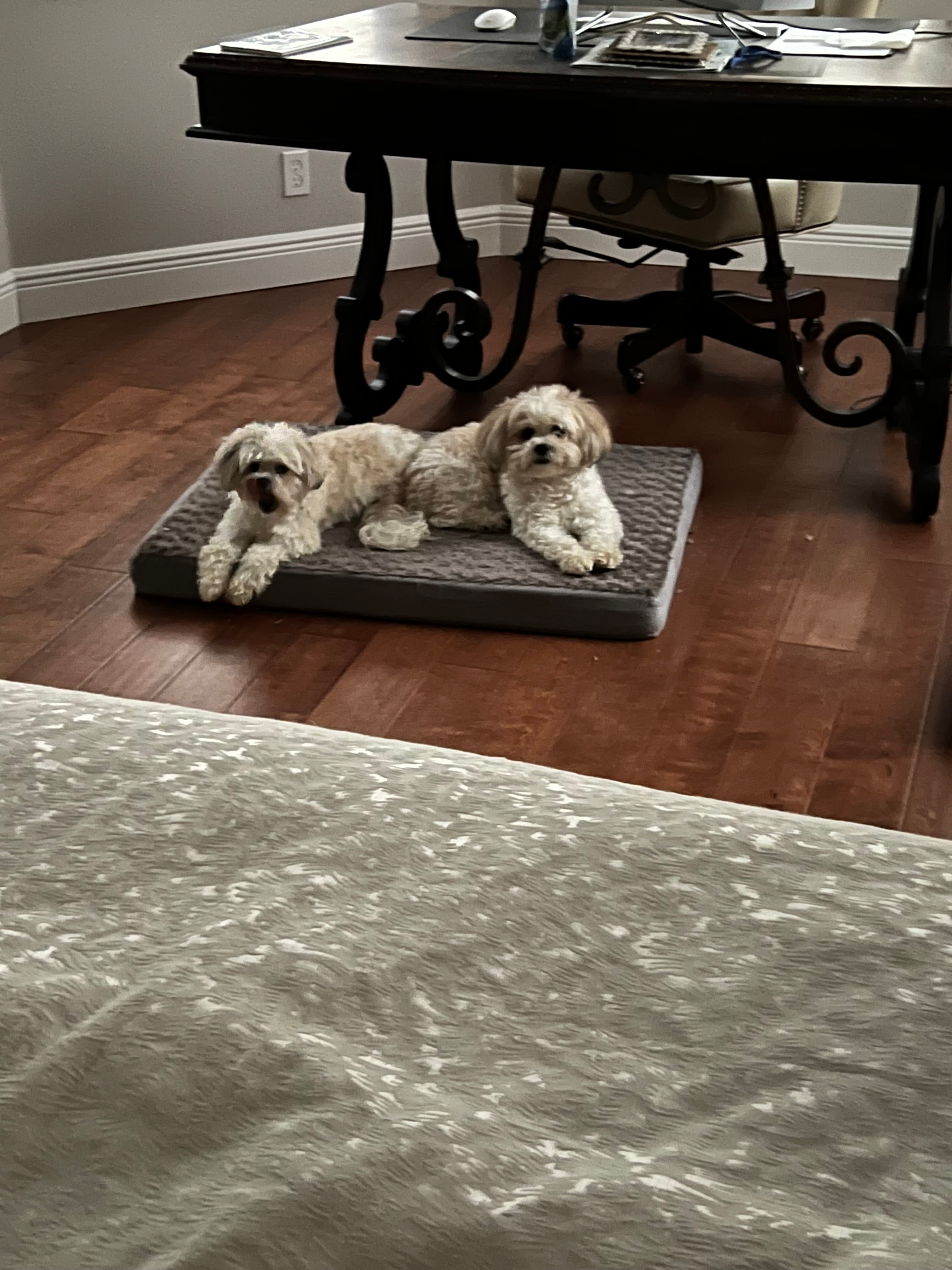 Teddy Bear Puppy for Adoption