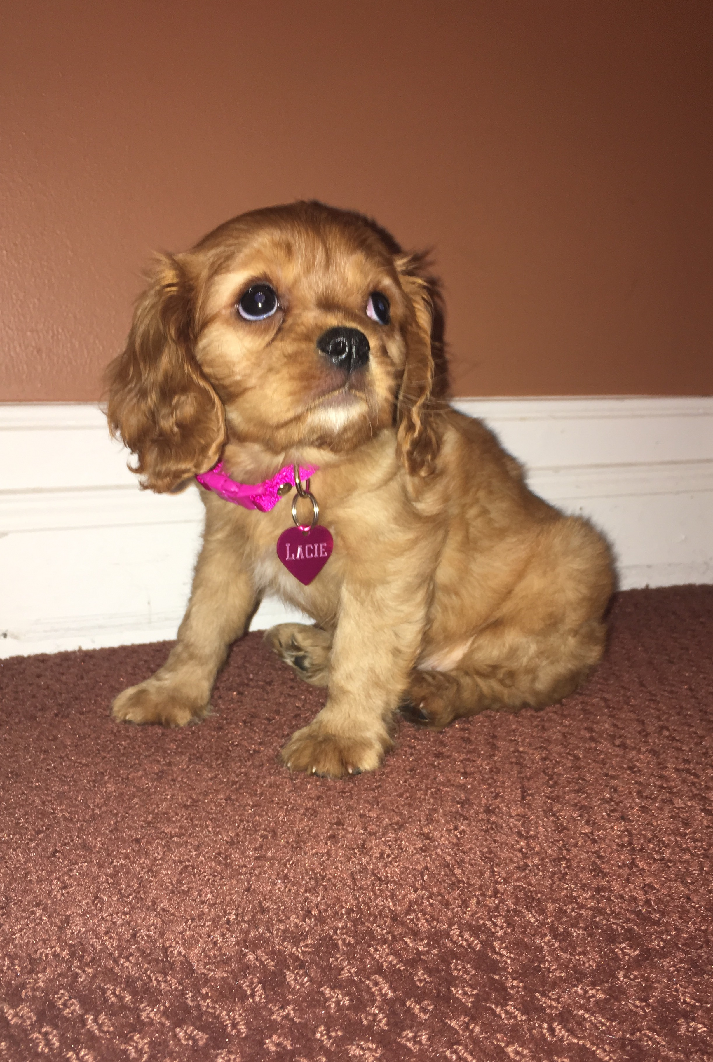 Best Cavalier King Charles Spaniel Baby