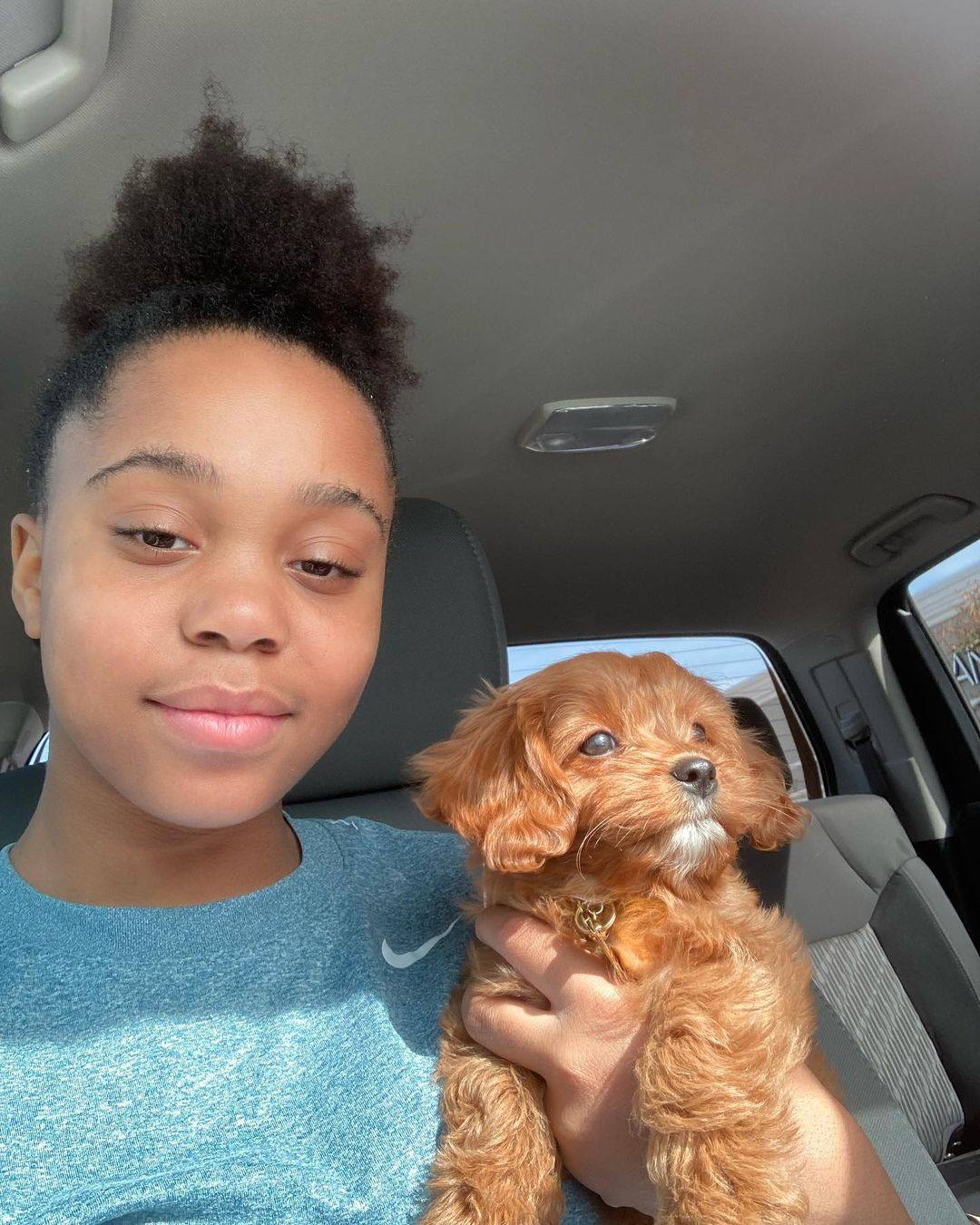 Playful Cavoodle Poodle Mix Puppy