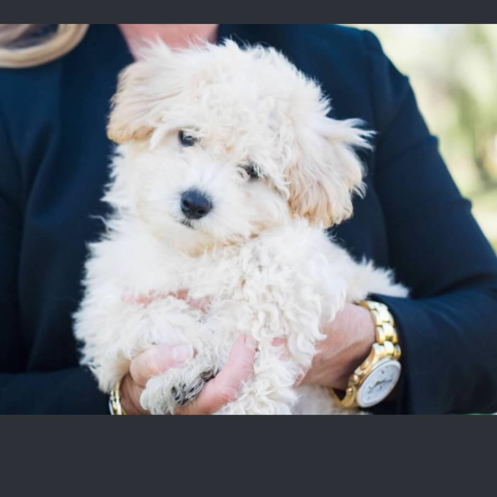 Lexington Poochon Pup