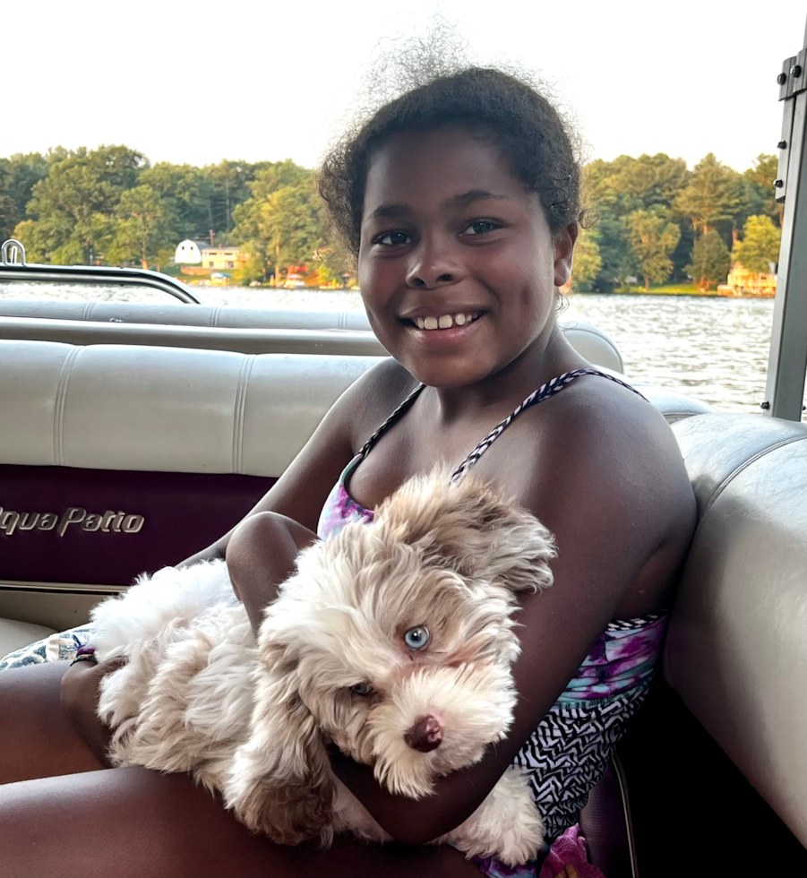 Fluffy Shih Poo Poodle Mix Pup