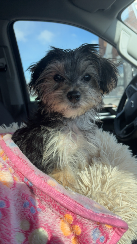Cute Morkie Pup