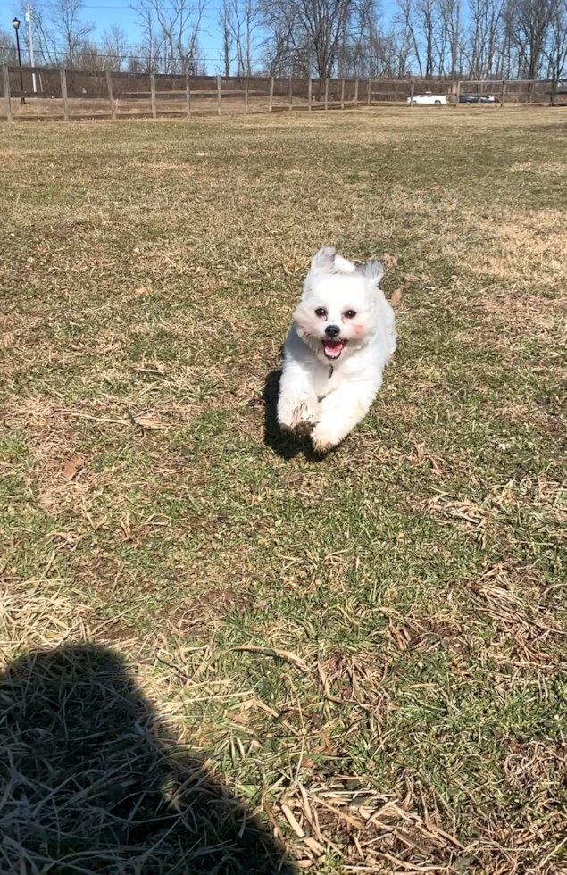 Teddy Bear Being Cute