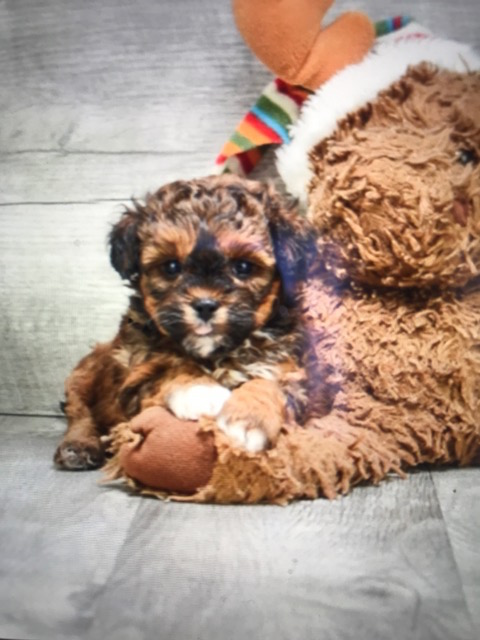 Teddy Bear Pup Being Cute