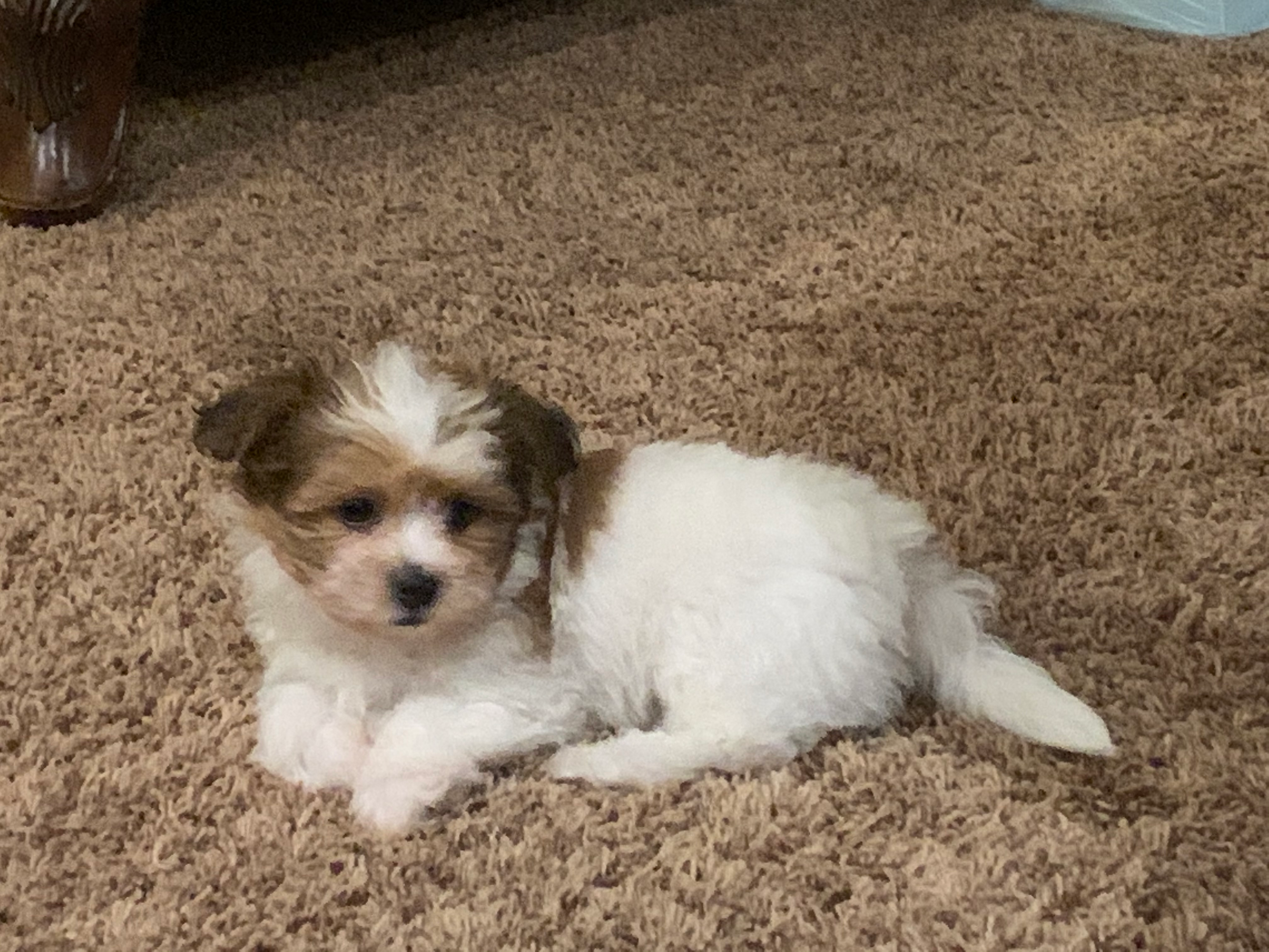 Teddy Bear Puppy for Adoption