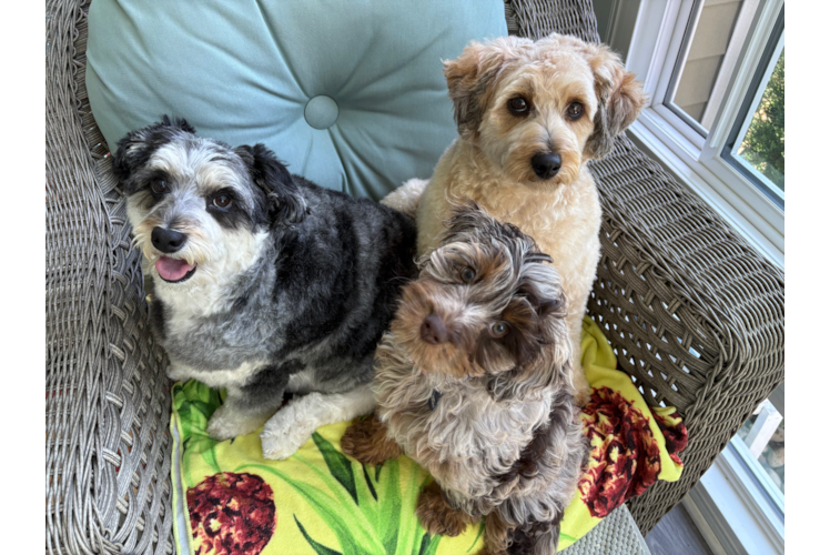 Popular Cockapoo Poodle Mix Pup