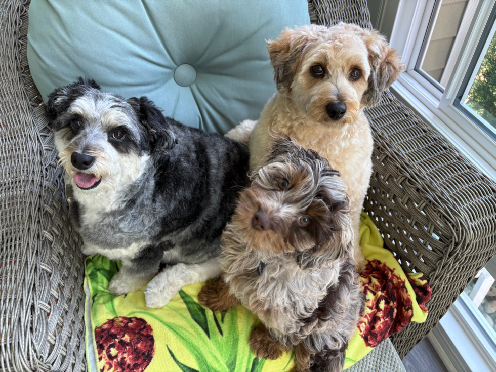 Petite Cockapoo Poodle Mix Pup