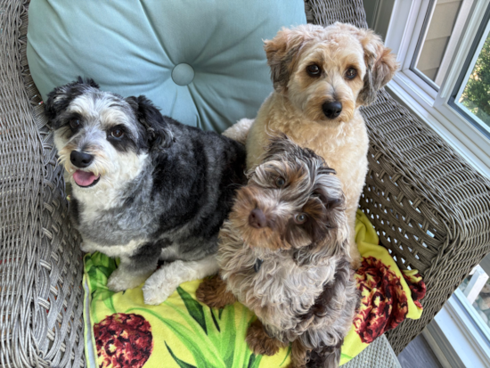 Petite Cockapoo Poodle Mix Pup