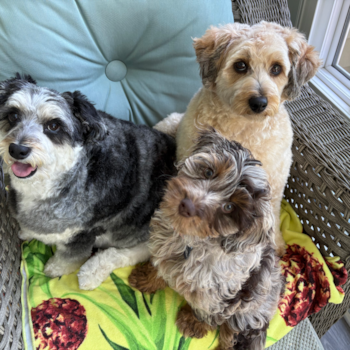 Petite Cockapoo Poodle Mix Pup