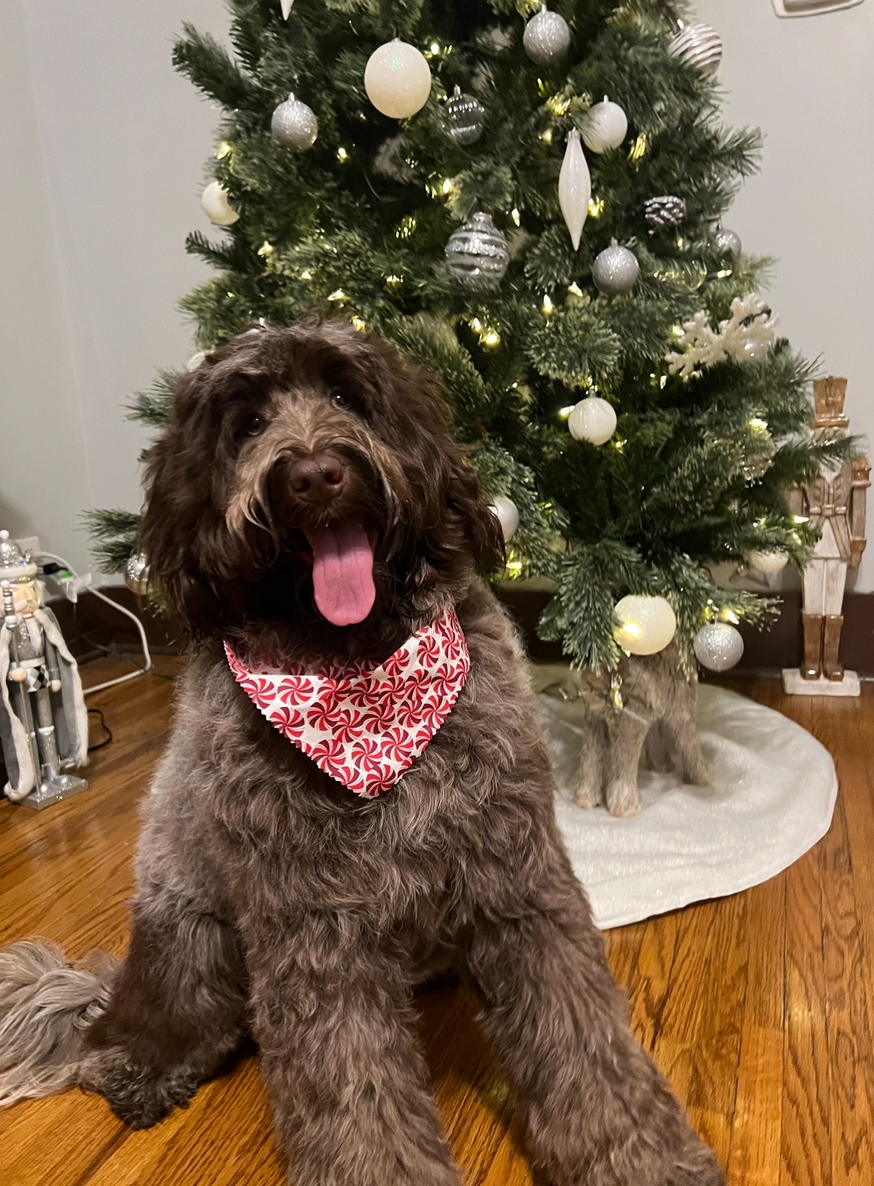 Cute Portuguese Water Dog Purebred Puppy