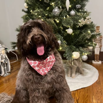 Portuguese Water Dog Being Cute