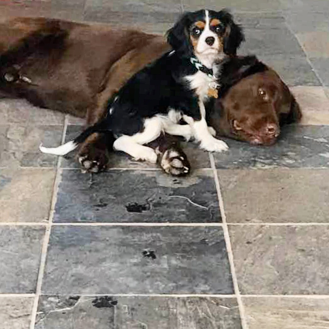 Small Cavalier King Charles Spaniel Purebred Pup
