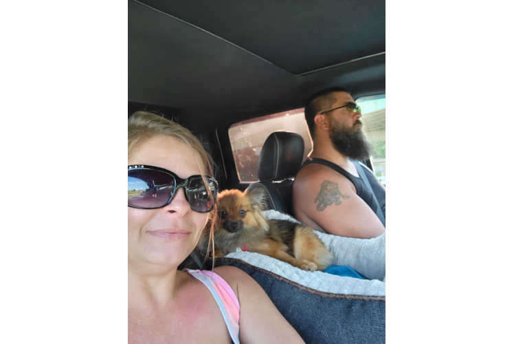 Pomeranian Pup Being Cute