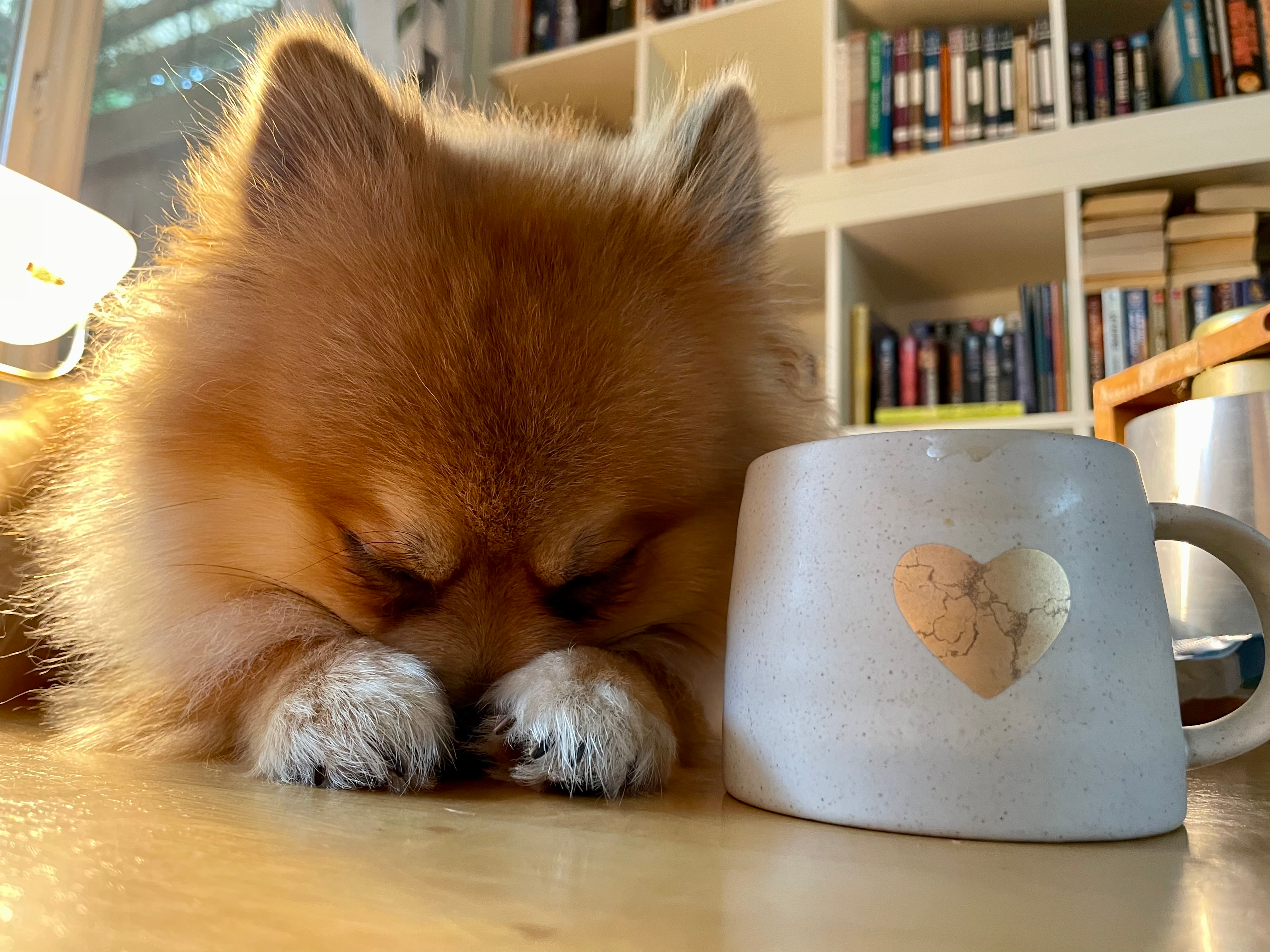 Smart Pomeranian Purebred Puppy