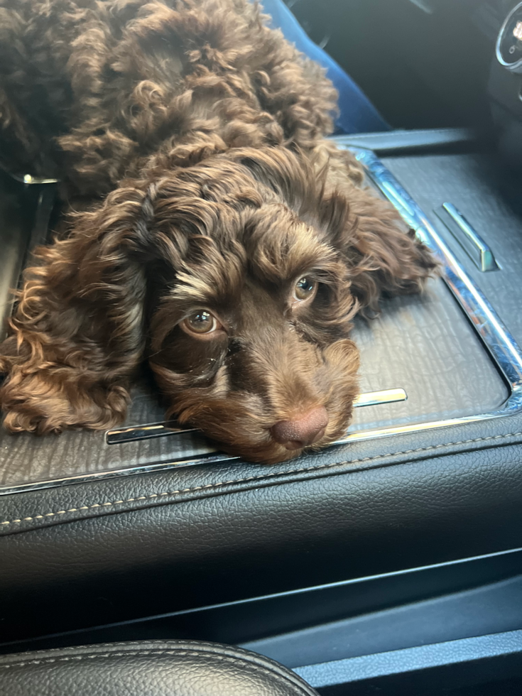 Cockapoo Being Cute