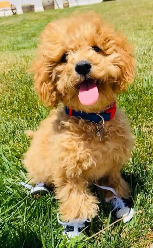 Energetic Cavoodle Poodle Mix Puppy