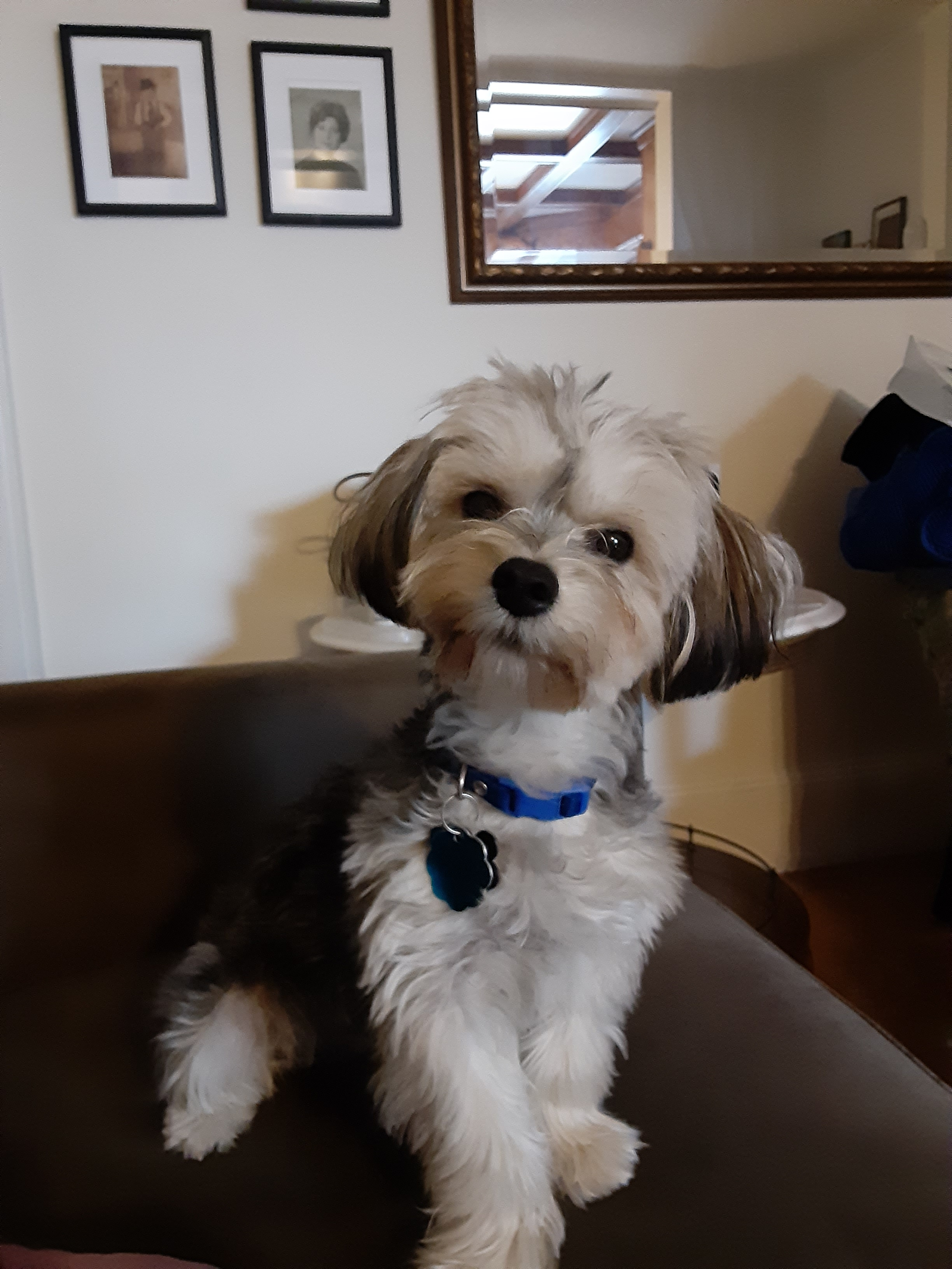 Morkie Puppy for Adoption