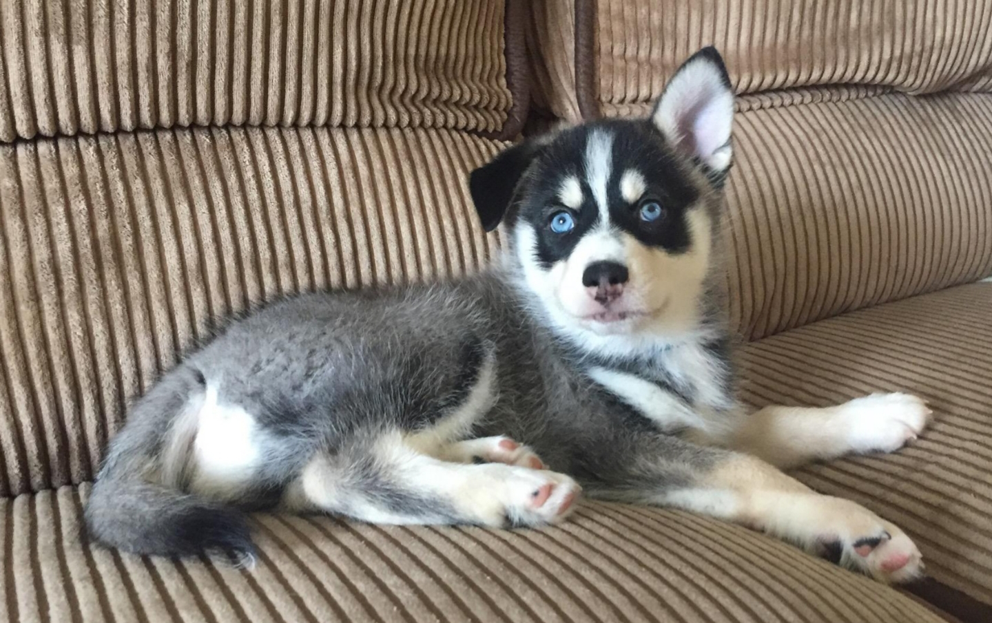 Sweet Pomsky Baby