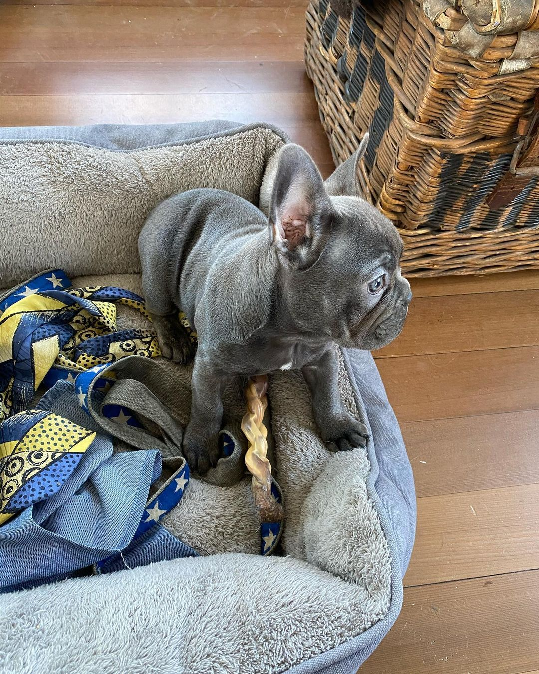 Best French Bulldog Baby