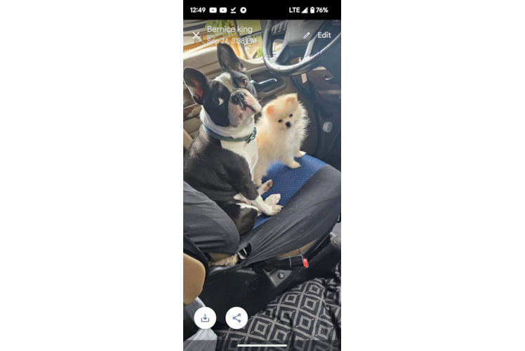 Little Pomeranian Purebred Pup