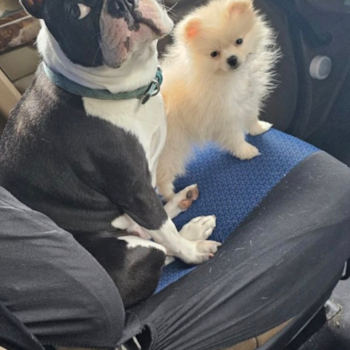 Pomeranian Being Cute