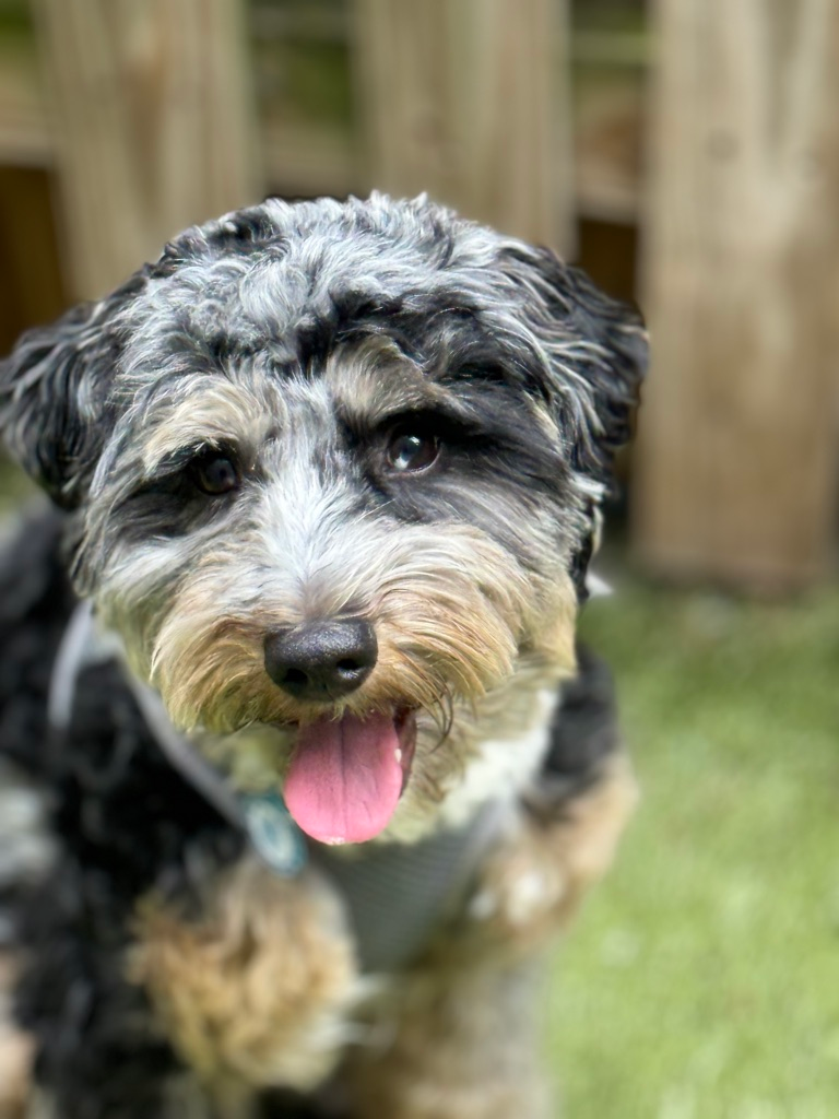 Mini Aussiedoodle Puppy for Adoption