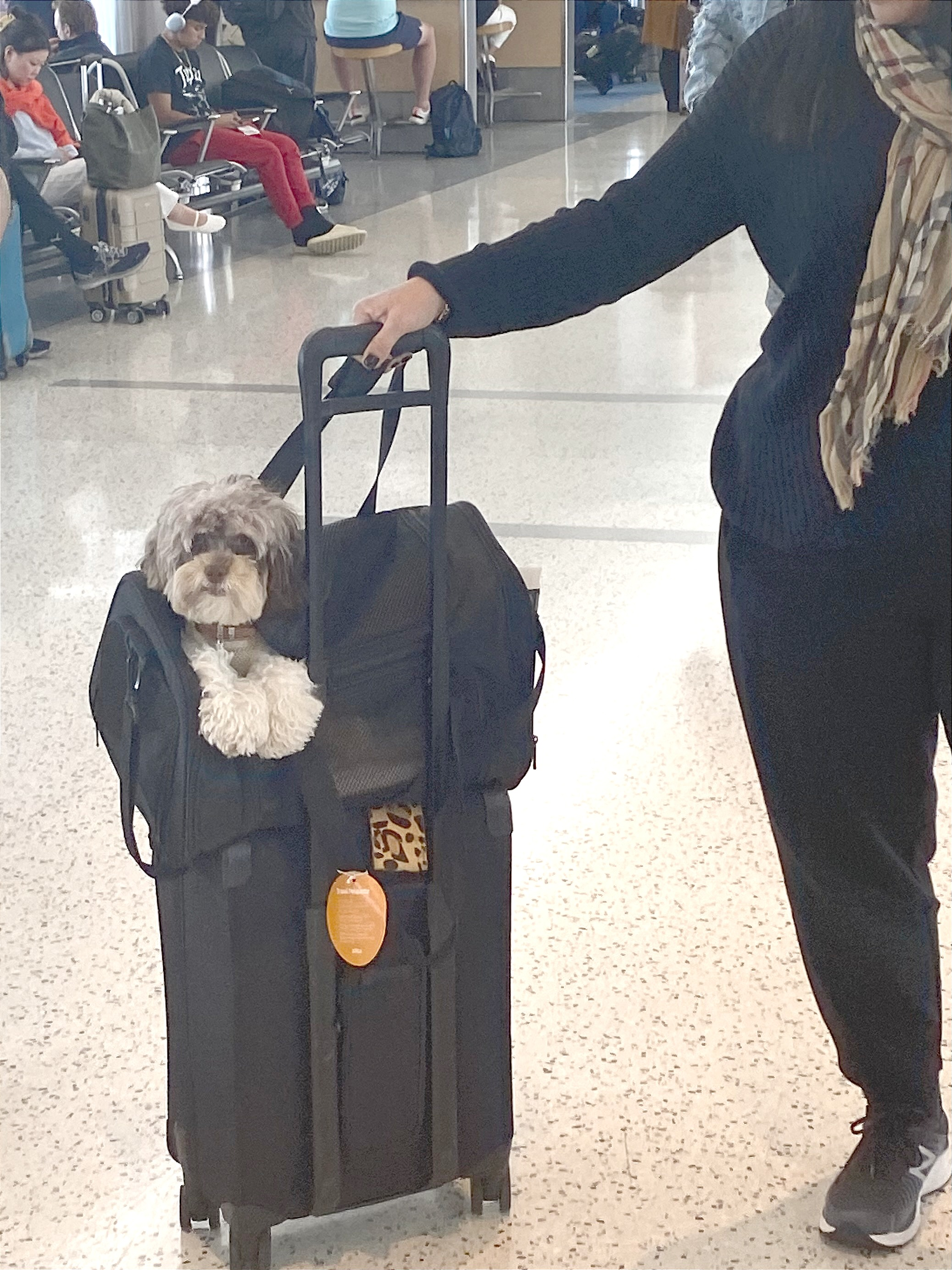 Fluffy Cockapoo Poodle Mix Pup
