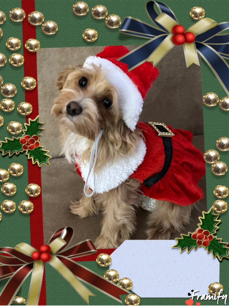 Cute Maltipoo Pup in