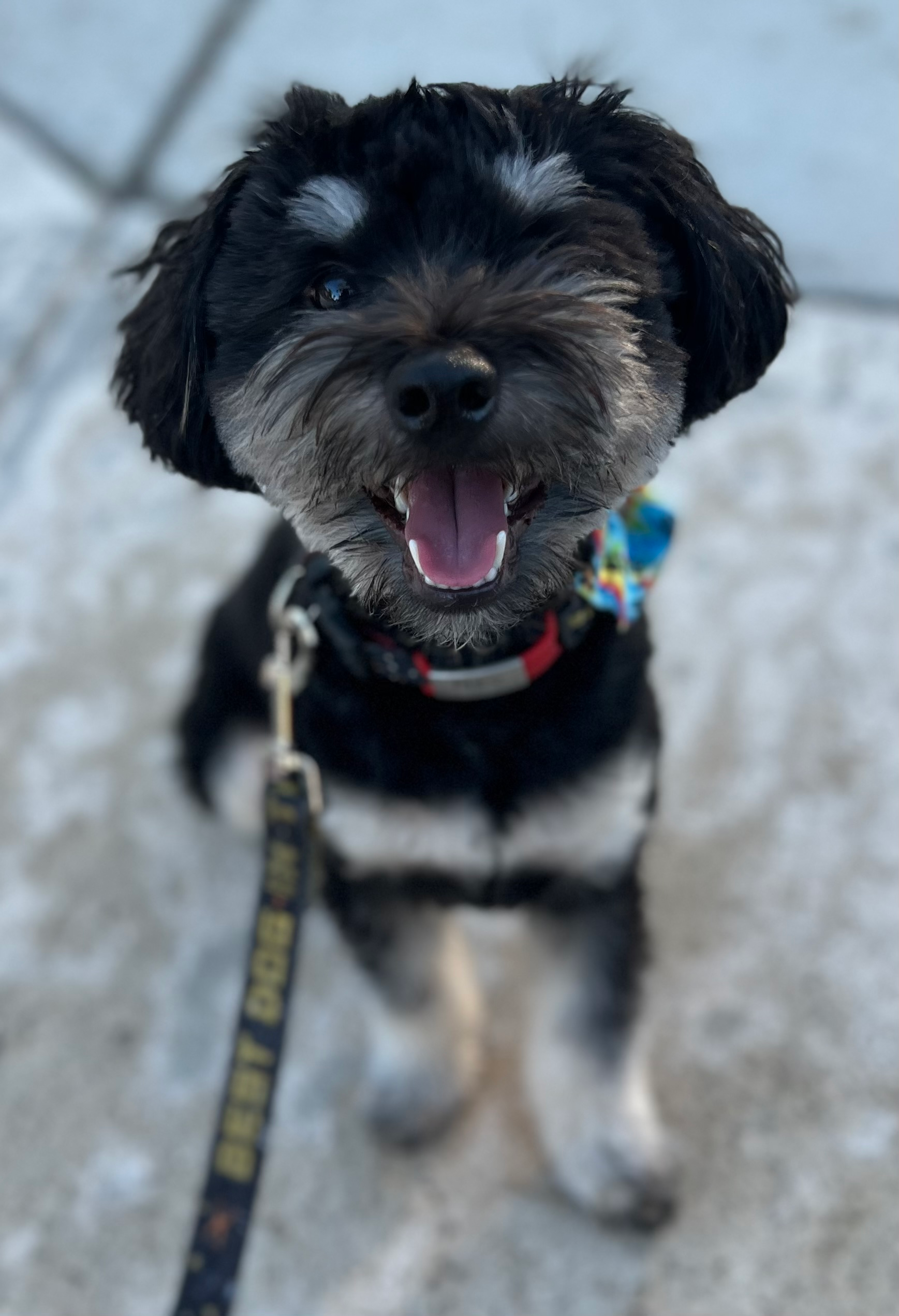 Little Aussiepoo Poodle Mix Puppy