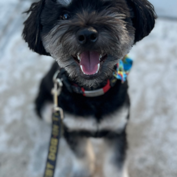 Mini Aussiedoodle Pup