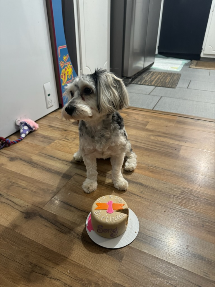 Yorkie Poo Being Cute