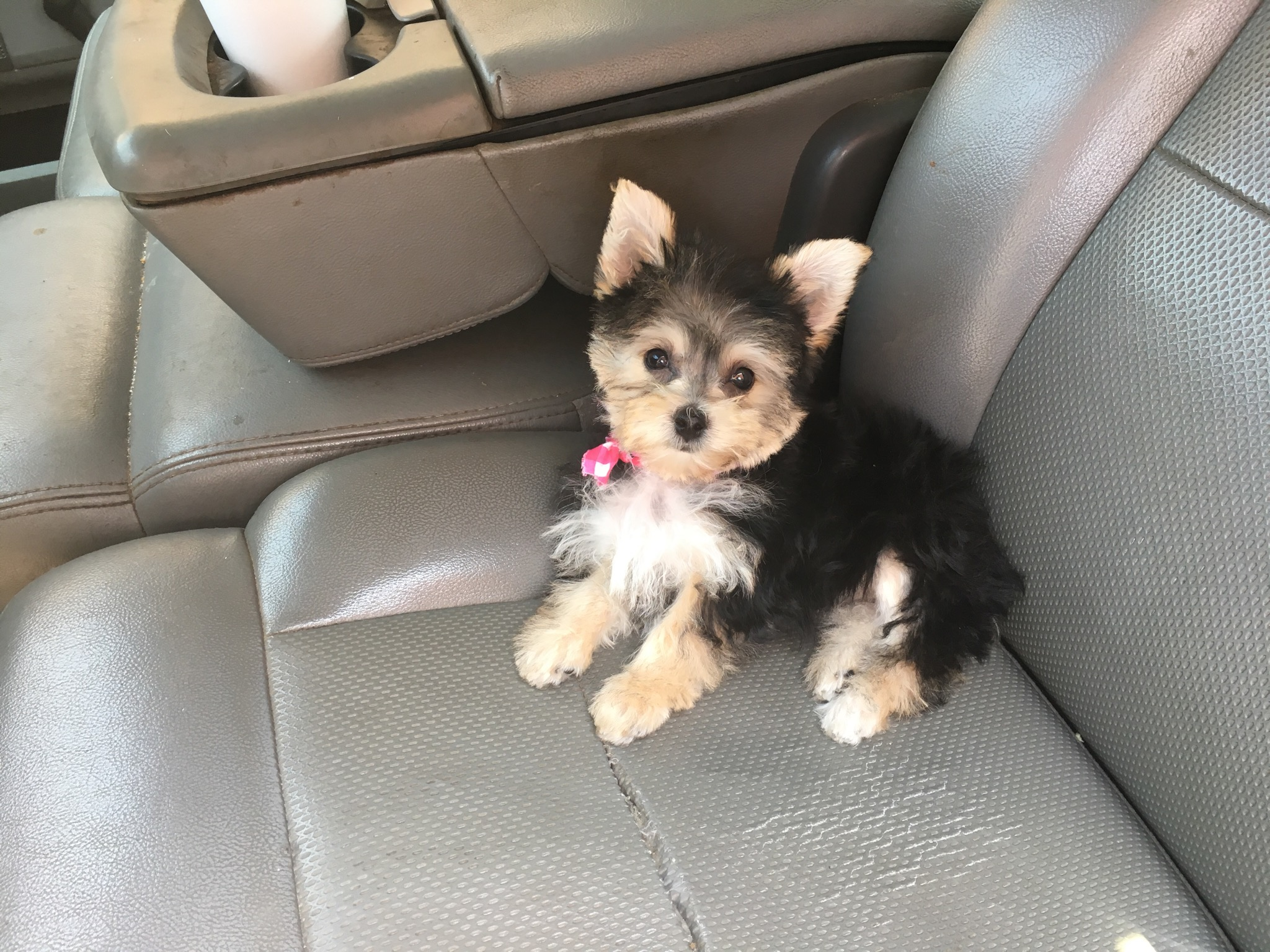 Hypoallergenic Yorkie Designer Puppy