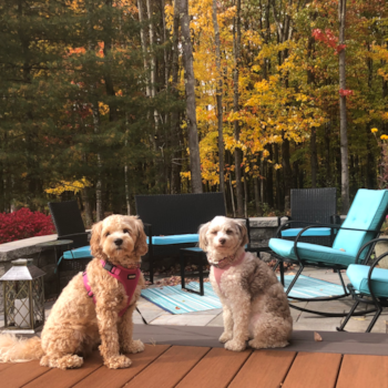 Petite Cavapoo Poodle Mix Pup