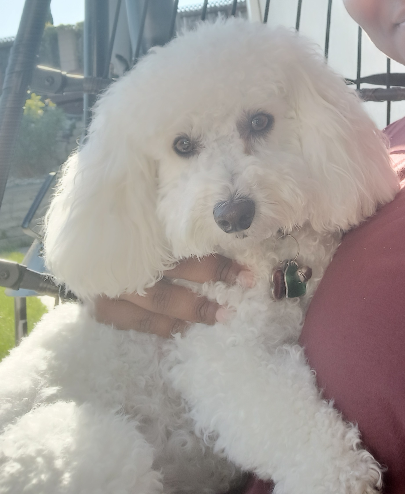 Hypoallergenic Bichpoo Poodle Mix Pup