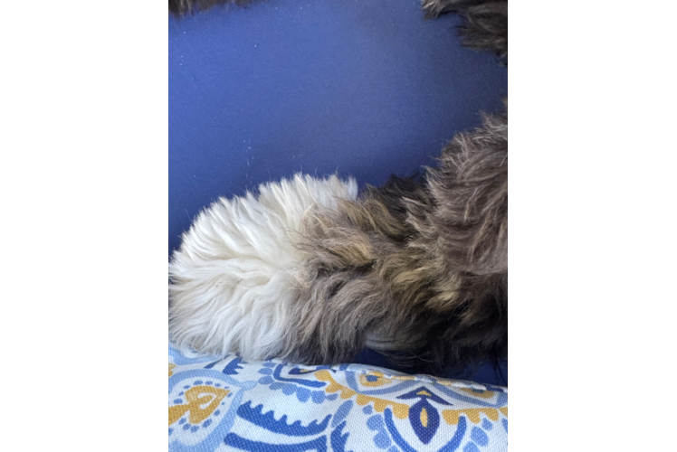 Mini Bernedoodle Pup Being Cute