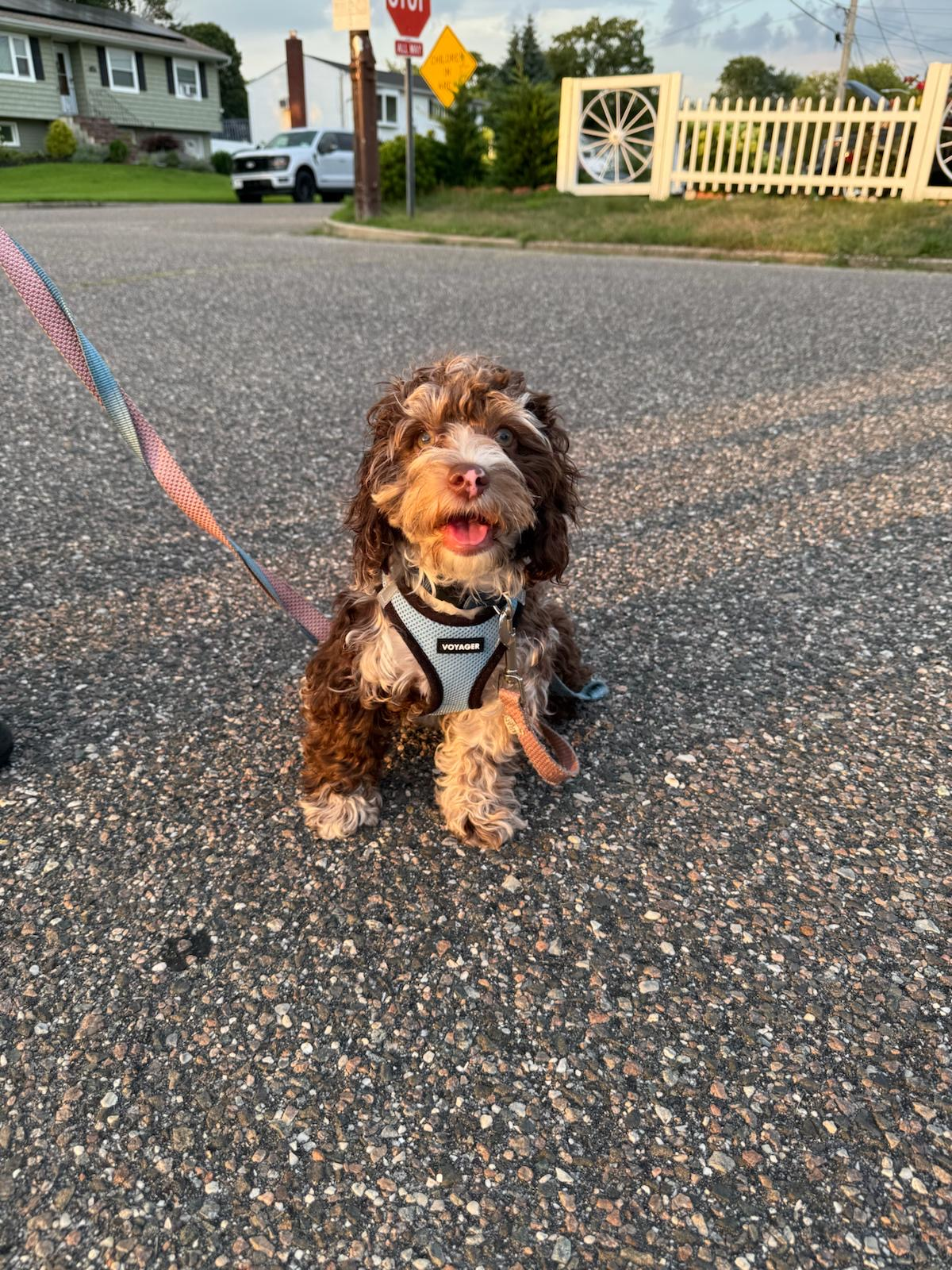 Cute Cockapoo Baby